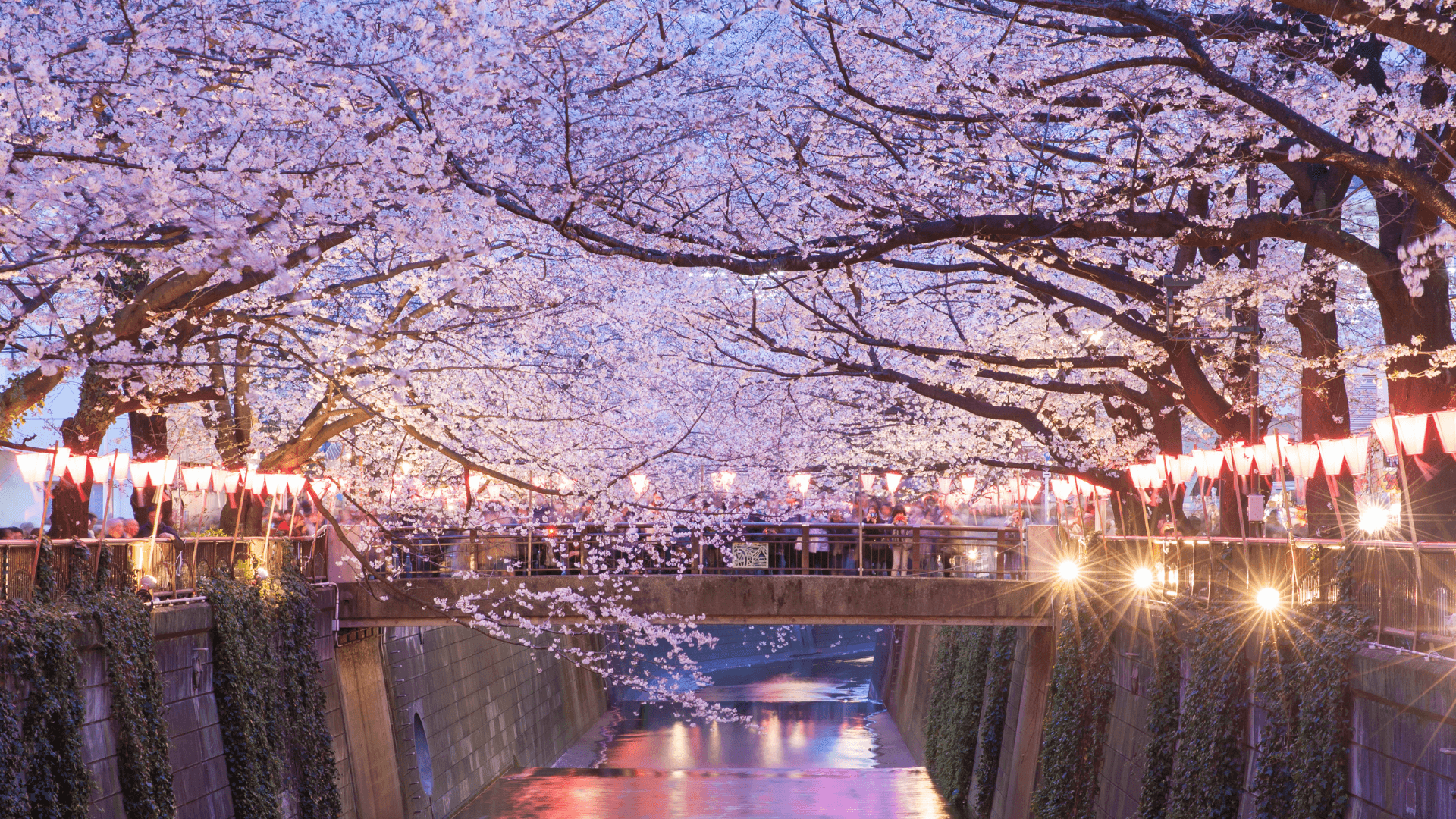 Cherry Blossom Season in Korea!