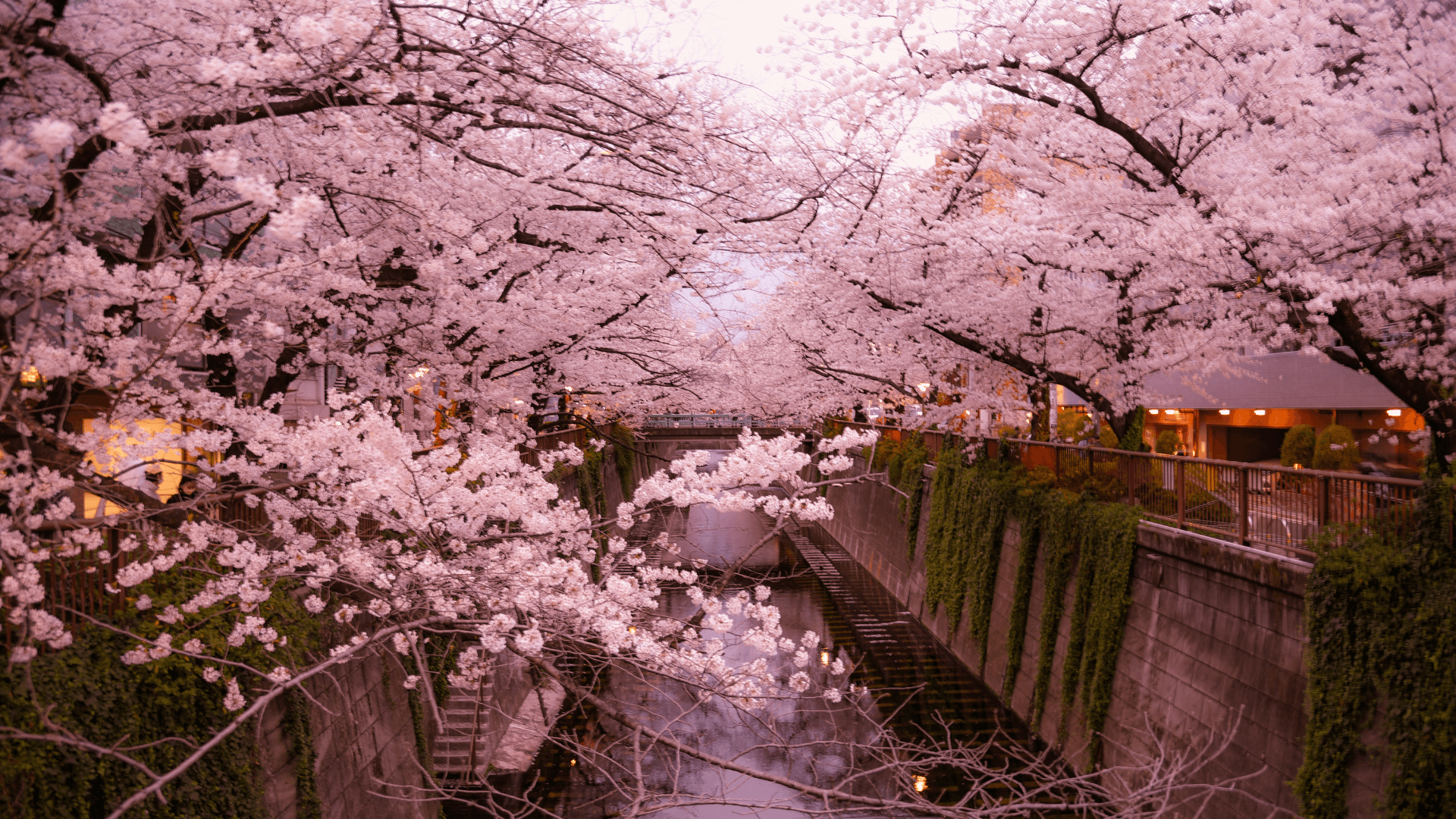 Cherry Blossom Season in Korea!