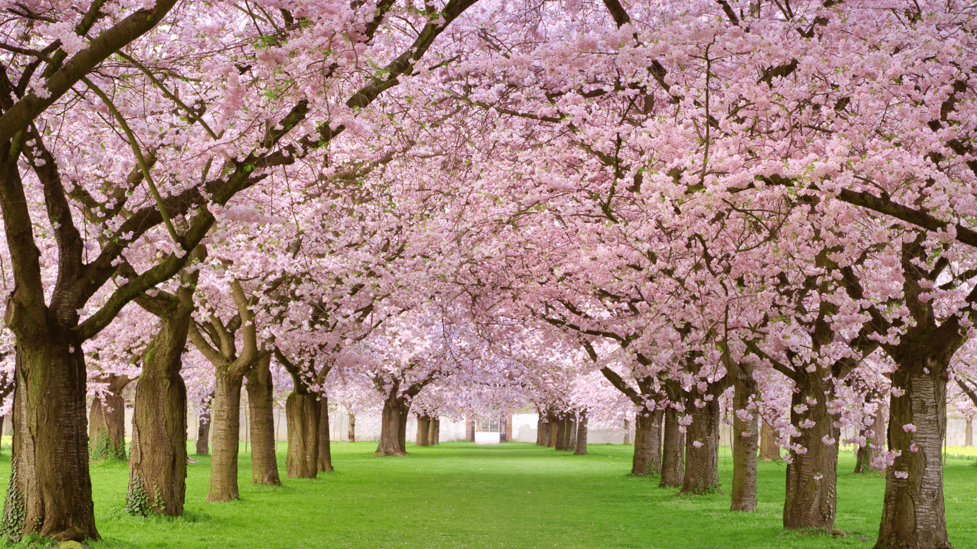 Cherry Blossom Season in Korea!
