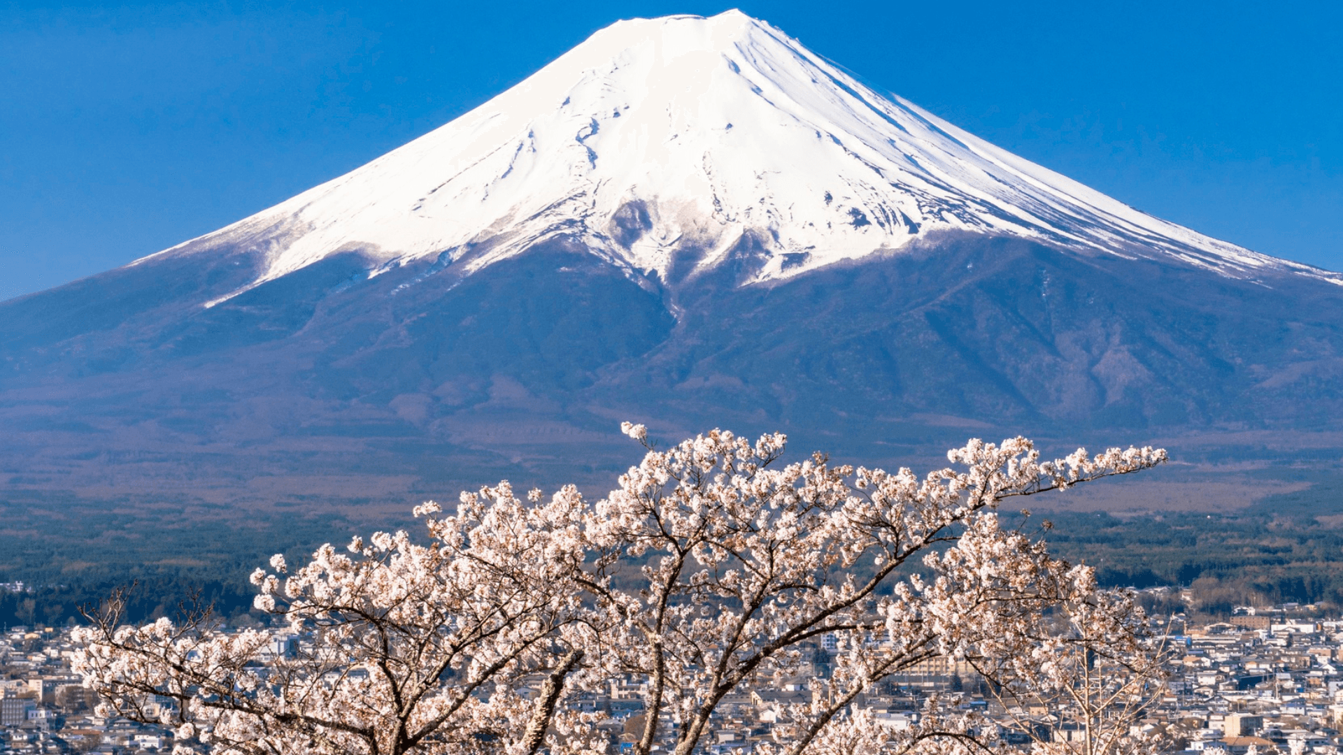 Cherry Blossom Season in Korea!