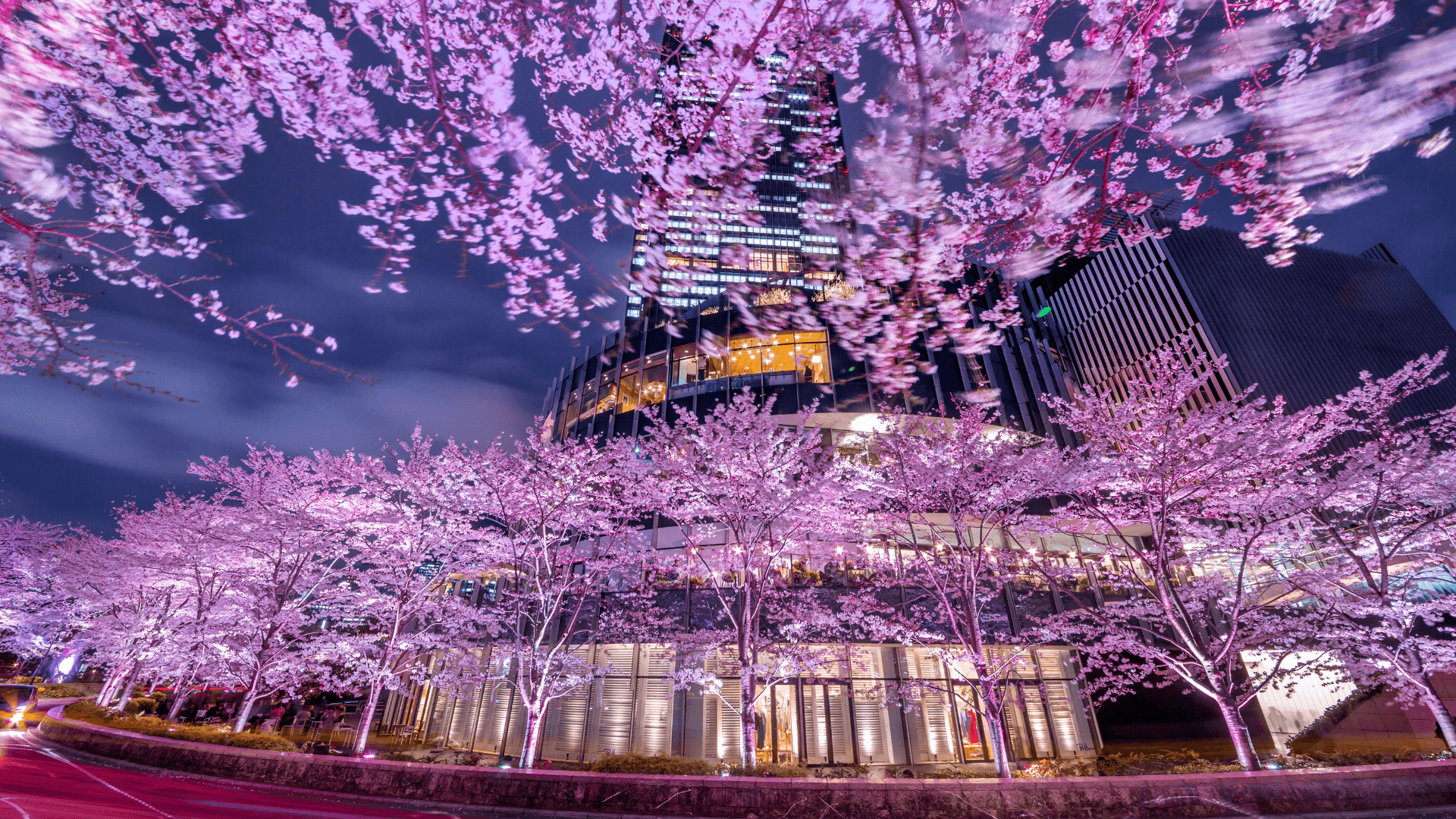 Cherry Blossom Season in Korea!