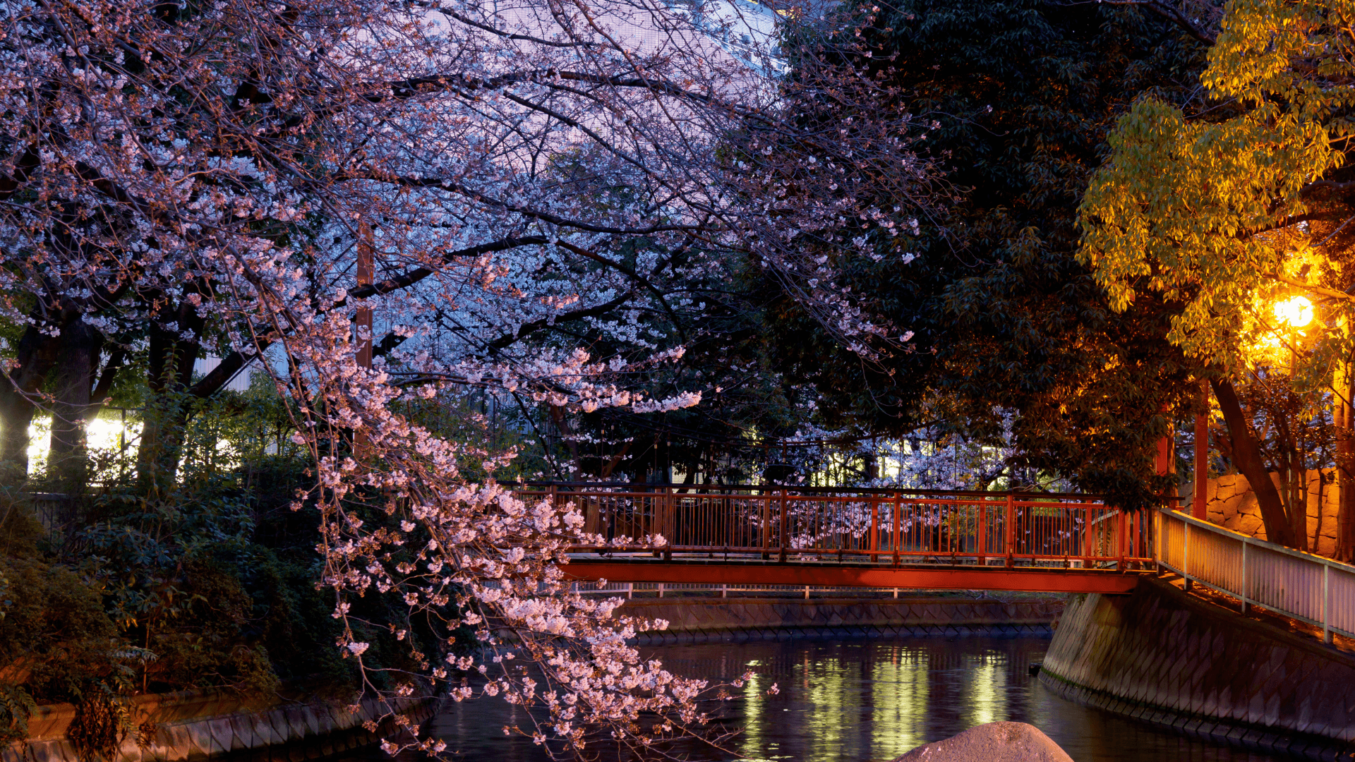Cherry Blossom Season in Korea!